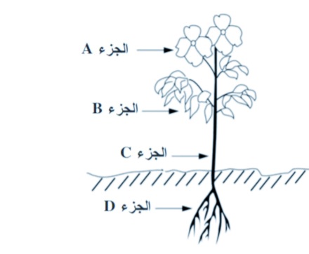 أي أجزاء النبات تأخذ كمية أكبر من الماء