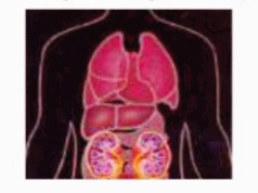 الجهاز الهضمي يتخلص من فضلات الخلايا في الدم ويسيطر على حجم الدم