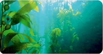 أي الممالك يصنف فيها المخلوق الذي يبدو في الصورة، علما بأن لديه بلاستيدات خضراء وجدارًا خلويا وليس له أعضاء