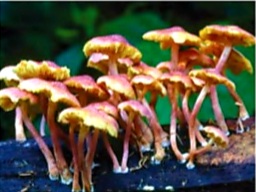 المخلوق الحي الذي ينمو فوق جذع الشجرة في الصورة هو فطر. ما المصطلح الذي يصف هذا المخلوق